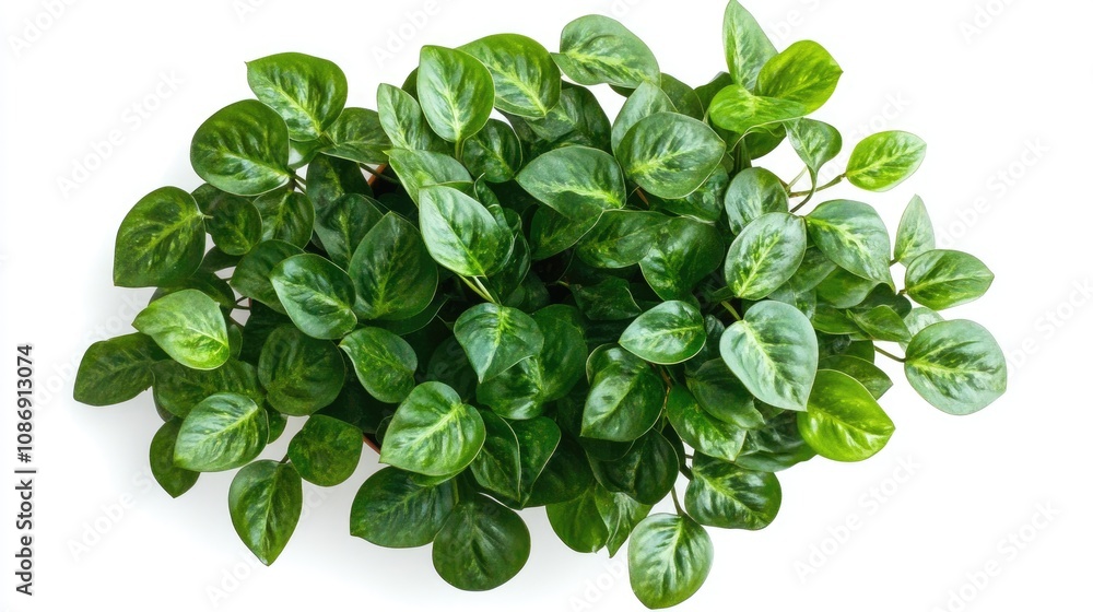 Lush green aerial view of Homalomena Rubescens Emerald Gem houseplant displaying glossy, textured leaves against a clean white background, showcasing its vibrant tropical aesthetic. Lush green aerial view of Homalomena Rubescens Emerald Gem houseplant displaying glossy, textured leaves against a clean white background, showcasing its vibrant tropical aesthetic.