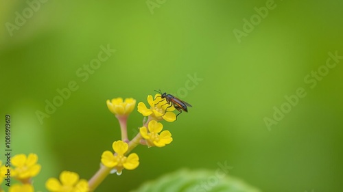 Tiny insect on a small figwort plant with yellow flowers, feeding, scrophulariae weevil larvae photo