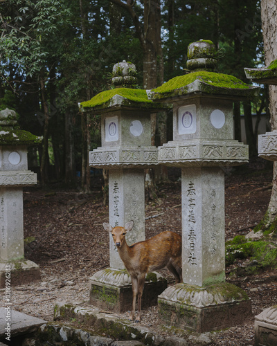 A deer strolling through Nara, Japan, symbolizing harmony with nature and the city’s spiritual charm.