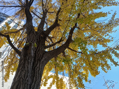 tree in autumn