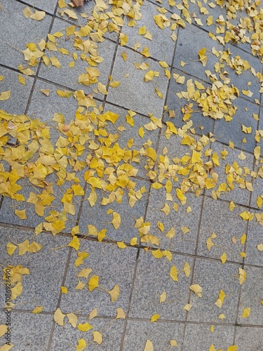 wall