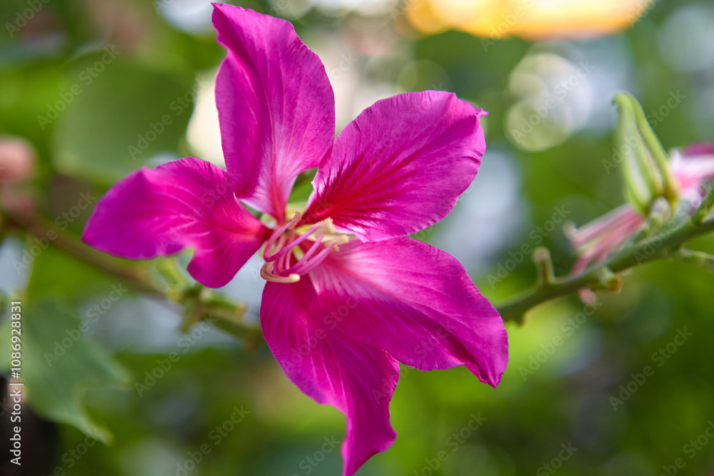 Close-up view of Purple Orchid Tree blooming on branch Close-up view of Purple Orchid Tree blooming on branch