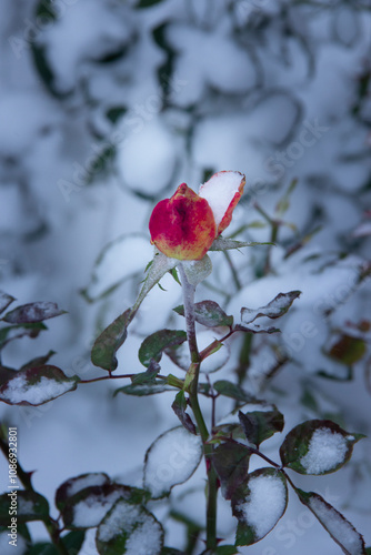 Red rose under the snow in winter photo