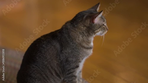 American short hair cat on wooden floor