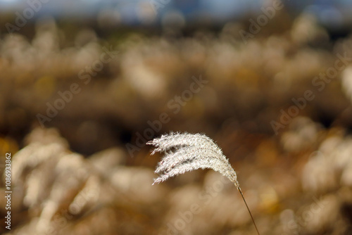 Golden reeds swaying in sunlight, with soft, fluffy plumes creating a warm, autumnal natural scene.