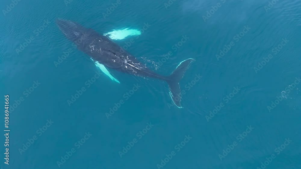 Humpback whale swimming along icebergs in the Disko Bay of Greenland.