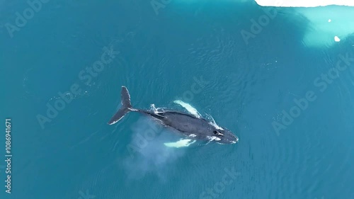 Humpback whale swimming along icebergs in the Disko Bay of Greenland.