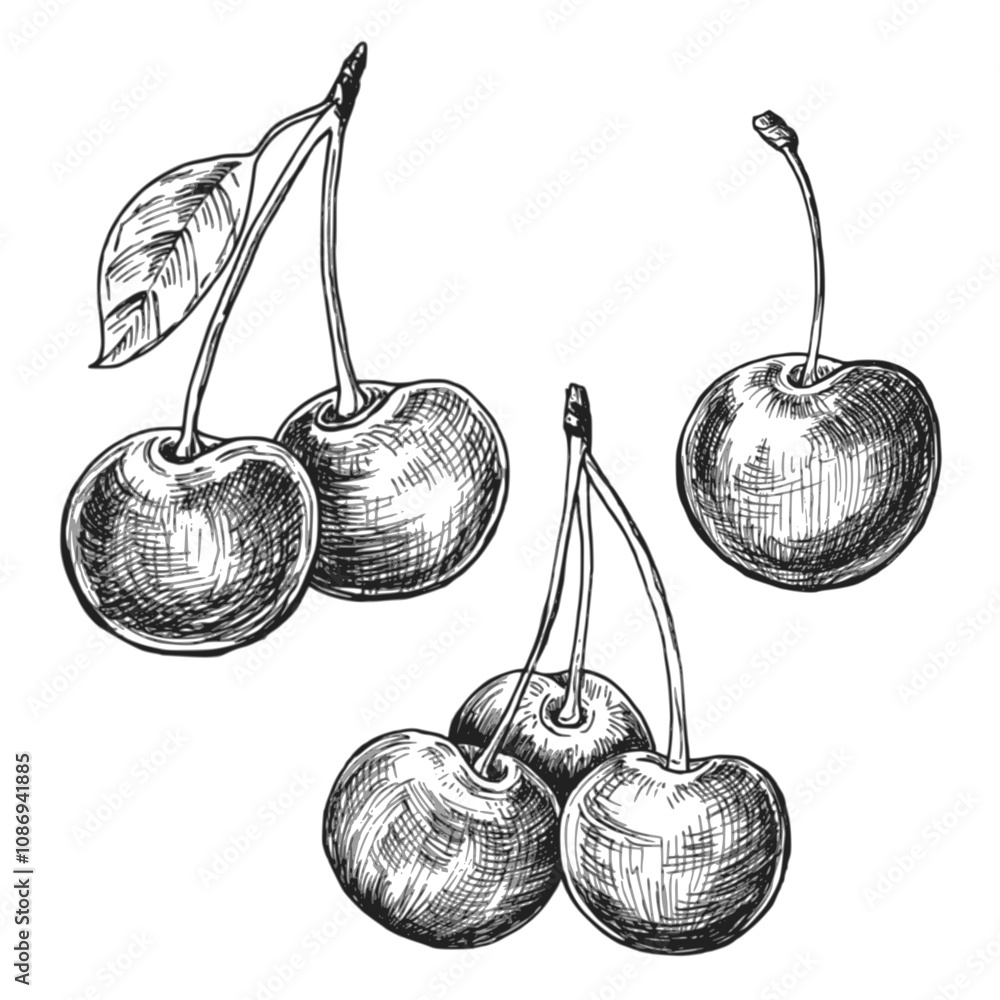 Cherry sketch ink graphic illustration, draft silhouette drawing, black on white line art. Botanical vintage etching food design.