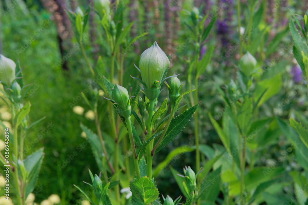 Platycodon grandiflorus is blooming. Romantic plants. Balloon flowers background. Cottage garden. Platycodon grandiflorus is blooming. Romantic plants. Balloon flowers background. Cottage garden.