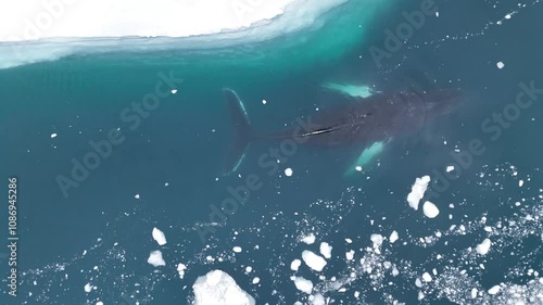 Humpback whale swimming along icebergs in the Disko Bay of Greenland.