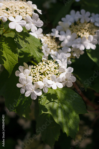 Soft focused close up shot of white viburnum flowers in bloom, blossoming guelder rose in spring among green foliage photo