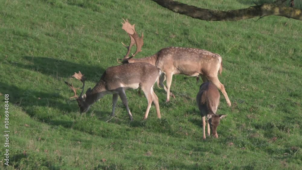 Young Fallow Deer (Dama dama) grazing in a deer park. October, Kent, UK Young Fallow Deer (Dama dama) grazing in a deer park. October, Kent, UK