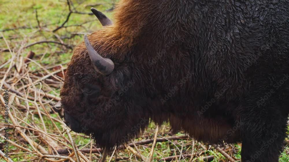 Bison grazing in the wild during a foggy morning in early spring Bison grazing in the wild during a foggy morning in early spring