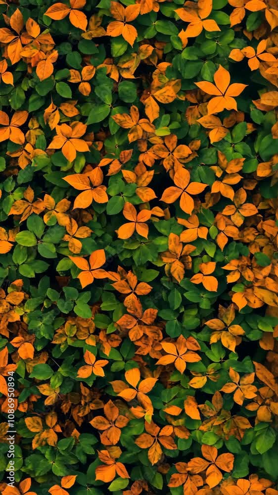 Close-up view of a lush ground cover of foliage Close-up view of a lush ground cover of foliage