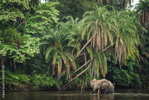 Photography African forest elephant (Loxodonta cyclotis) and the Lekoli River