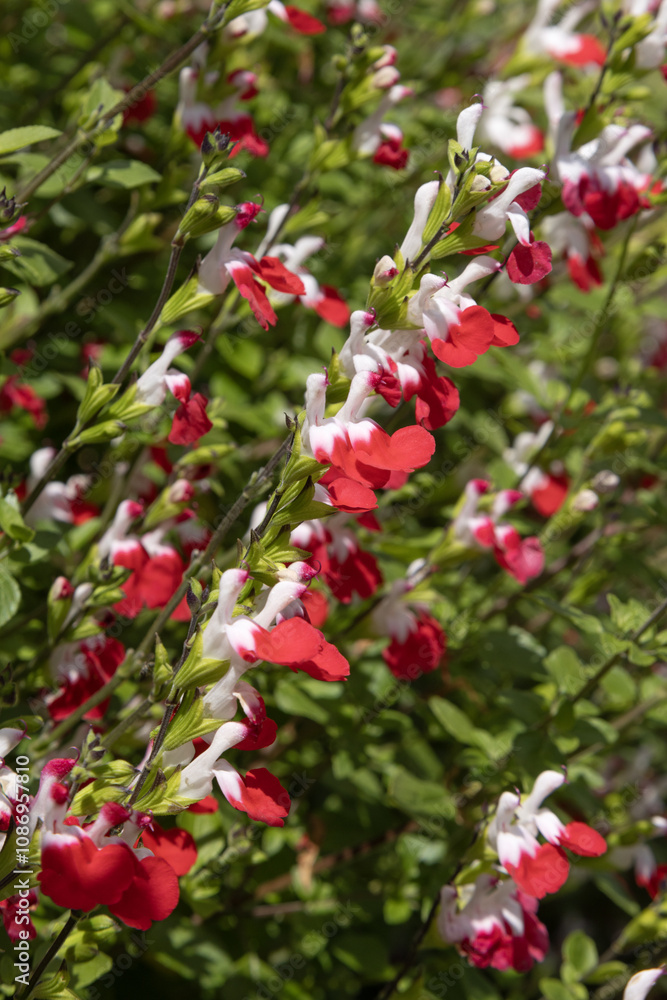 Salvia microphylla Hot lips rouge et blanche Salvia microphylla Hot lips rouge et blanche