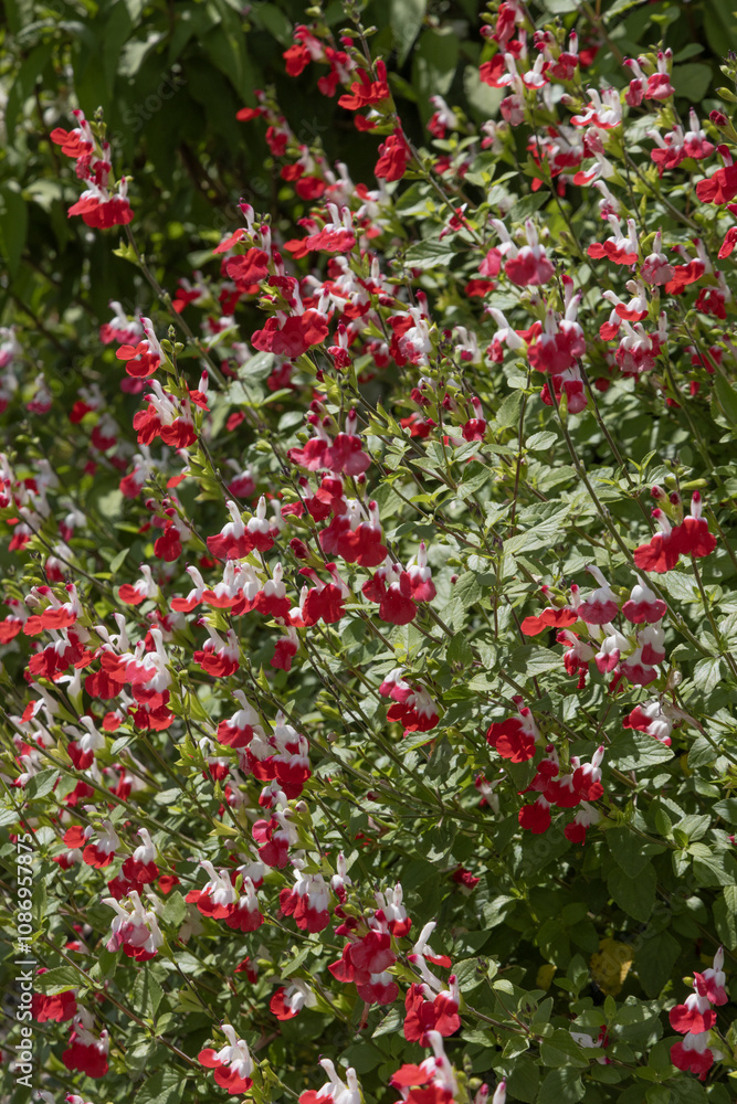 Salvia microphylla Hot lips rouge et blanche Salvia microphylla Hot lips rouge et blanche