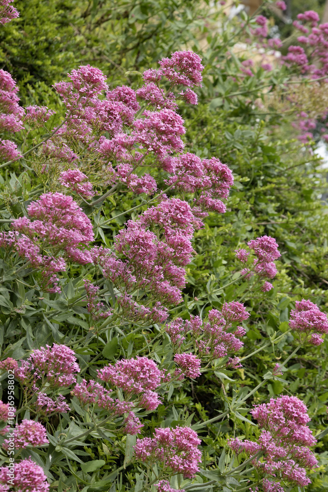 Valériane des jardins Valériane des jardins