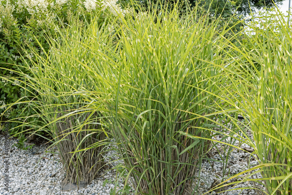 Miscanthus Sinensis Zebrinus () Miscanthus Sinensis Zebrinus