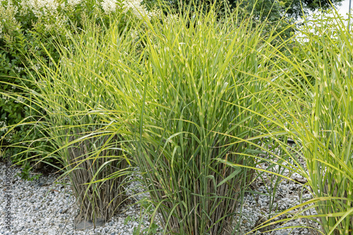 Miscanthus sinensis zebrinus	