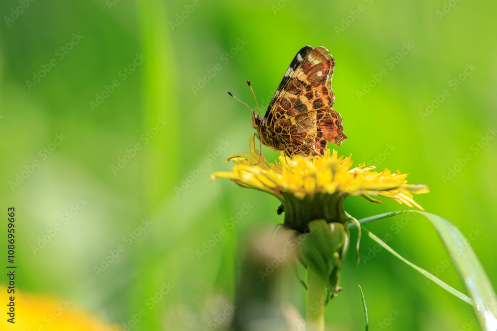 The Map butterfly, Araschnia levana, Springtime brood The Map butterfly, Araschnia levana, Springtime brood