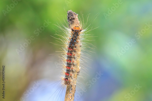 Gypsy moth or spongy moth , Lymantria dispar, caterpillar crawling and climbing. photo