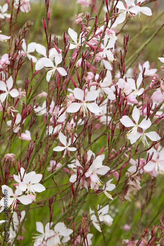 Gaura lindheimeri blanche	 photo