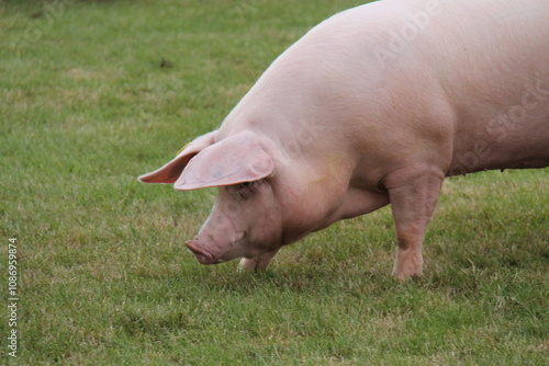 Wallpaper Mural A Large Pink Farm Pig Animal on a Grass Field. Torontodigital.ca