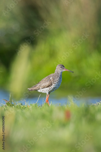 common redshank tringa totanus wader bird in farmland