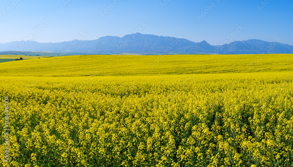 Canola fields with the Riviersonderend Mountains in the background. Near Riviersonderend. Western Cape. South Africa Canola fields with the Riviersonderend Mountains in the background. Near Riviersonderend. Western Cape. South Africa