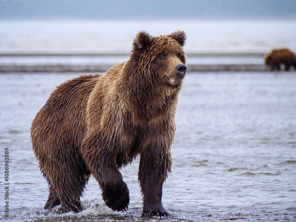 Coastal brown bear, also known as Grizzly Bear (Ursus Arctos). Cook Inlet. South Central Alaska. United States of America (USA). Coastal brown bear, also known as Grizzly Bear (Ursus Arctos). Cook Inlet. South Central Alaska. United States of America (USA).