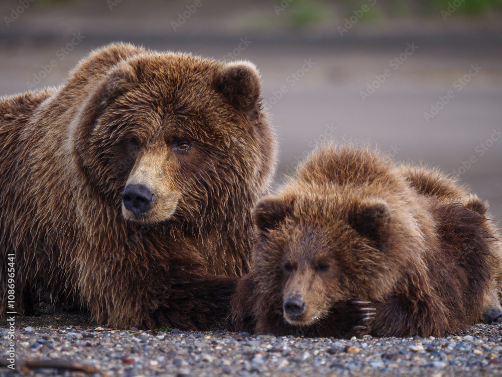 Fototapeta premium Coastal brown bear, also known as Grizzly Bear (Ursus Arctos) female and cubs. South Central Alaska. United States of America (USA).