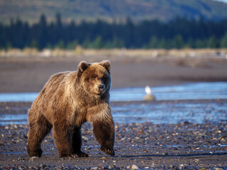 Coastal brown bear, also known as Grizzly Bear (Ursus Arctos). South Central Alaska. United States of America (USA).