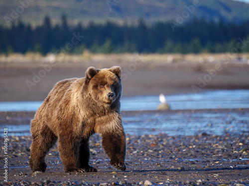 Coastal brown bear, also known as Grizzly Bear (Ursus Arctos). South Central Alaska. United States of America (USA). photo