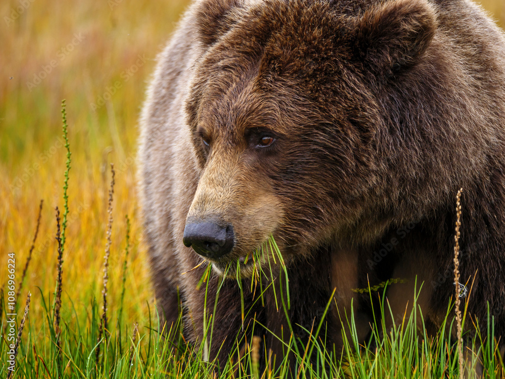 Coastal brown bear, also known as Grizzly Bear (Ursus Arctos) feeding on grass. South Central Aaska. United States of America (USA). Coastal brown bear, also known as Grizzly Bear (Ursus Arctos) feeding on grass. South Central Aaska. United States of America (USA).