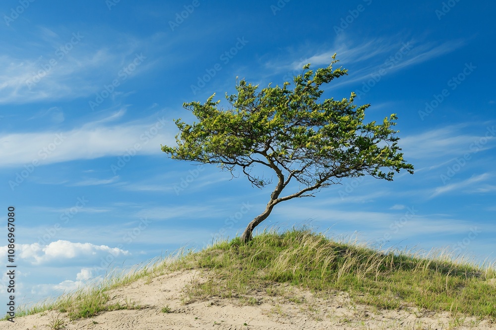 Lone Tree Under Clear Blue Sky: Nature's Resilience and Beauty Lone Tree Under Clear Blue Sky: Nature's Resilience and Beauty