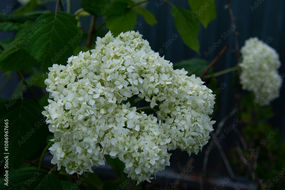 Beautiful white hydrangea inflorescence close up on a blurred background of green leaves in a summer garden Beautiful white hydrangea inflorescence close up on a blurred background of green leaves in a summer garden