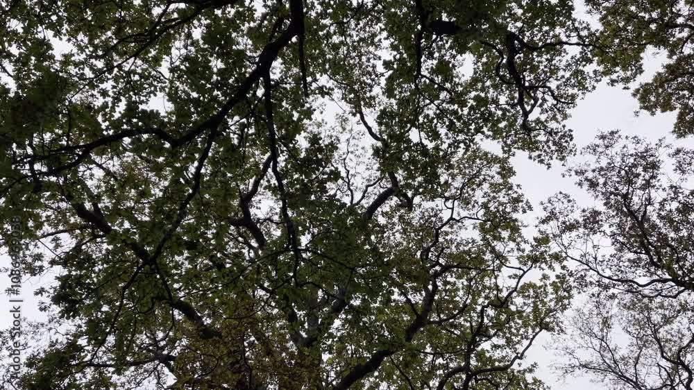 A view of tree branches and green leaves against a cloudy sky, creating a natural canopy effect
