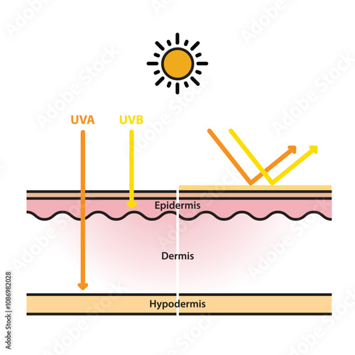 Sun protection on skin layer flat design vector on white background. UVA and UVB radiation penetrate into the skin. Physical, mineral sunscreen reflects UV rays. Skin care concept illustration.