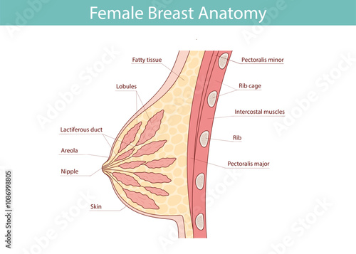 Vector illustration, Anatomy of the female breast with the names of its component parts, isolated on a white background.