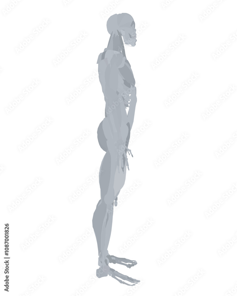 Vector illustration of man muscular system. Silhouette people illustration. Flat young man. Side view man. Anatomy of male muscular system. Vector illustration of man muscular system. Silhouette people illustration. Flat young man. Side view man. Anatomy of male muscular system.
