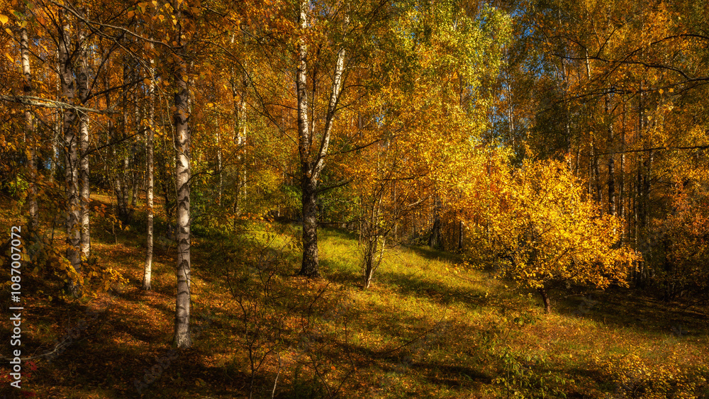 Vibrant colors of golden autumn. Birch grove on a hillside with lush multi-colored foliage on an October day. Side view natural landscape in 16x9 format Vibrant colors of golden autumn. Birch grove on a hillside with lush multi-colored foliage on an October day. Side view natural landscape in 16x9 format