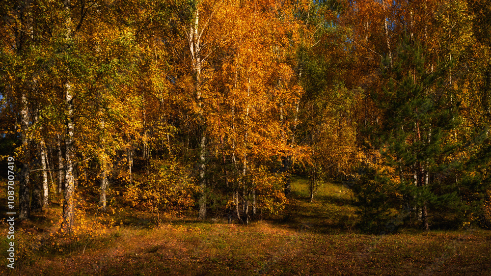 Vibrant colors of golden autumn. Birch grove with lush bright colorful foliage on an October day. Natural landscape in 16x9 format Vibrant colors of golden autumn. Birch grove with lush bright colorful foliage on an October day. Natural landscape in 16x9 format