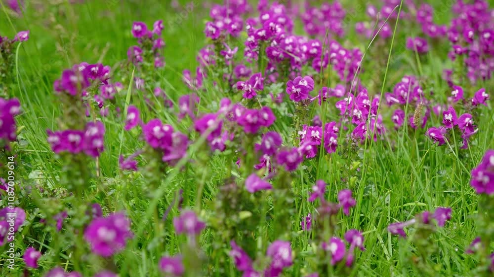 A movement close up shot of the beautiful pink magenta wild flowers thriving in the lush green meadows of the upper Himalaya mountains during a blooming or summer season. A movement close up shot of the beautiful pink magenta wild flowers thriving in the lush green meadows of the upper Himalaya mountains during a blooming or summer season.