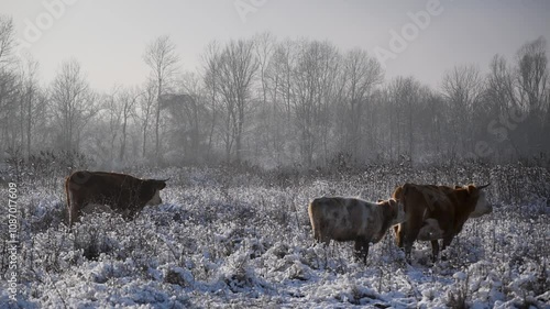 Cows stand still in pasture in snow, free range farming during winter