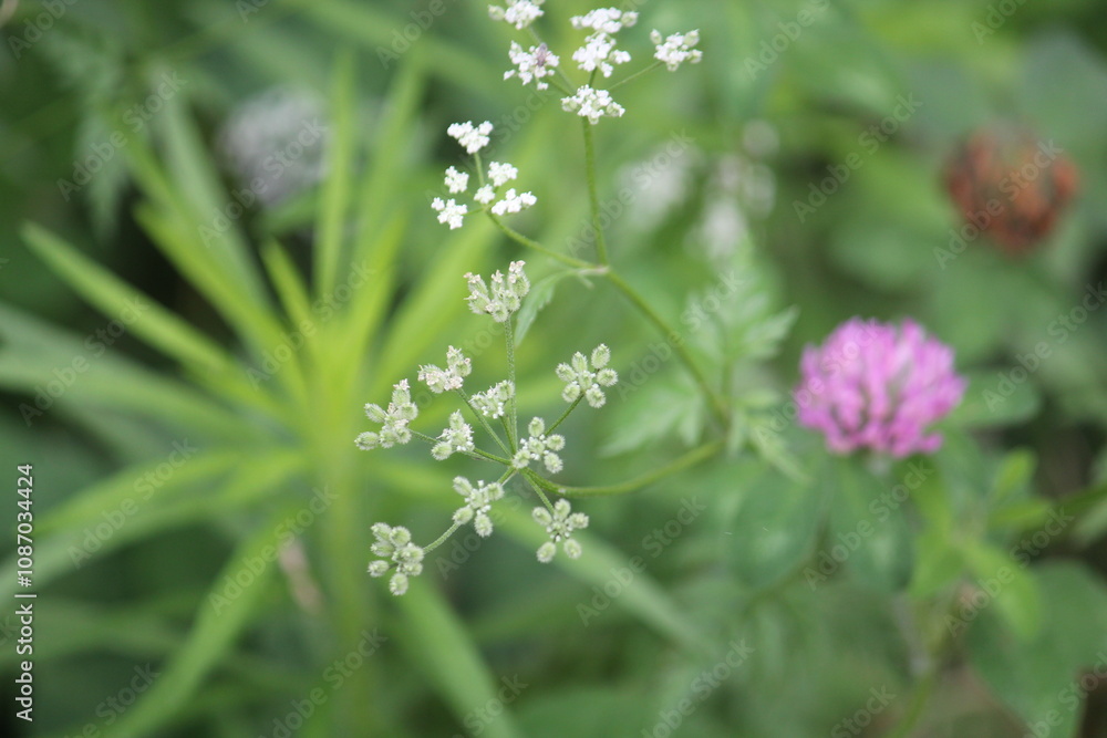 Image of blooming sasaeng and red clover on the Daecheongcheon Stream trail Image of blooming sasaeng and red clover on the Daecheongcheon Stream trail