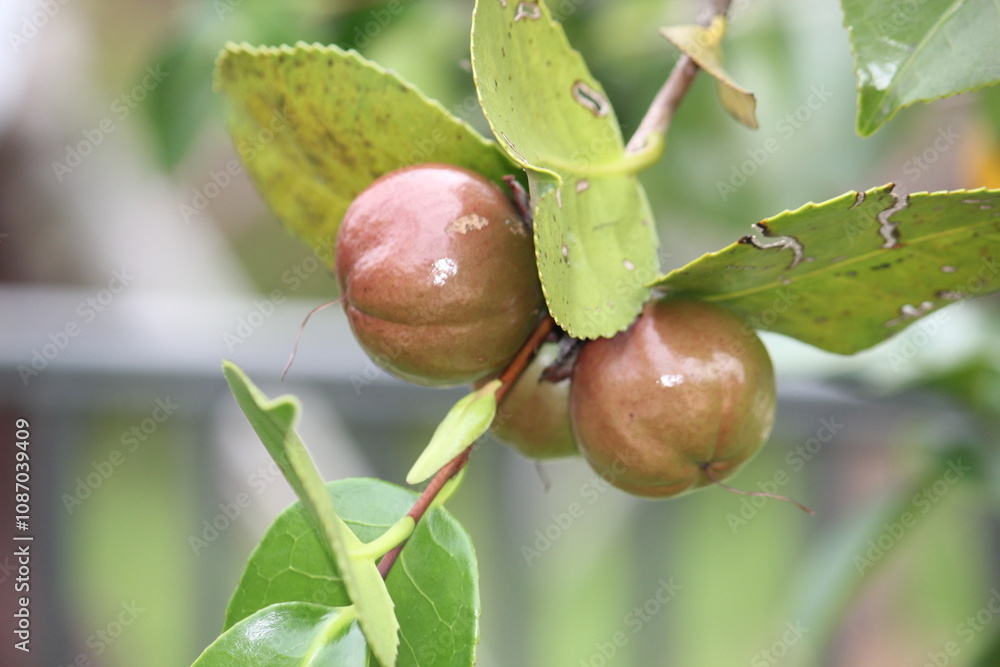 Obraz premium Image of camellia trees blooming on the Daecheongcheon Stream Trail