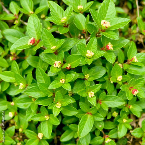 American wintergreen - gaultheria procumbens - aromatic plant photo