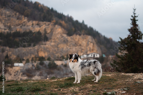 Sheltie Dog in Front of Serbian Mountains