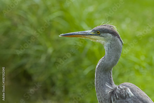 Great blue heron